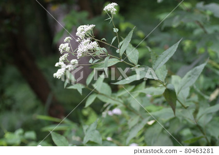 Eupatorium makinata，一朵盛開在林道旁的白花 80463281