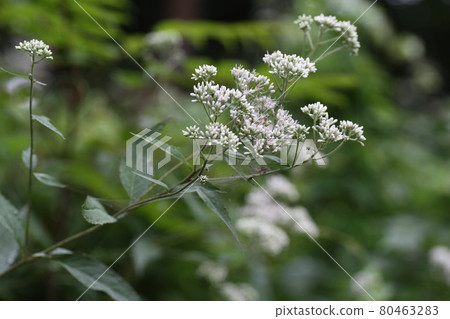 Eupatorium makinata, a white flower that blooms on the side of a forest road 80463283