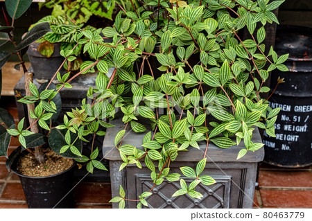 Peperomia 美麗的條紋葉子，一種觀葉植物 80463779