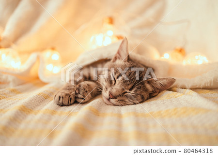 A cute striped gray kitten sleeps on the couch covered with a white knitted blanket with Christmas glowing garland decorations A cute striped gray kitten sleeps on the couch covered with a white knitted blanket with Christmas glowing garland decorations 80464318