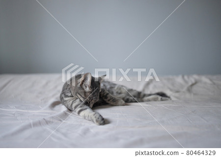Beautiful fluffy cat in the bedroom and washes his tongue with his tongue, cleans his paws on the bed at home 80464329