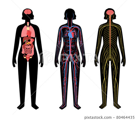 Human body systems Human body systems 80464435