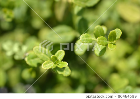 Wintercreeper Minimus Wintercreeper Minimus 80464589