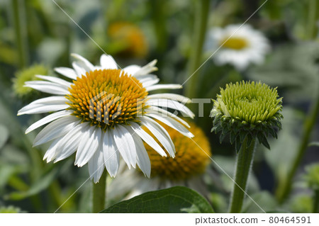 White coneflower Alba White coneflower Alba 80464591