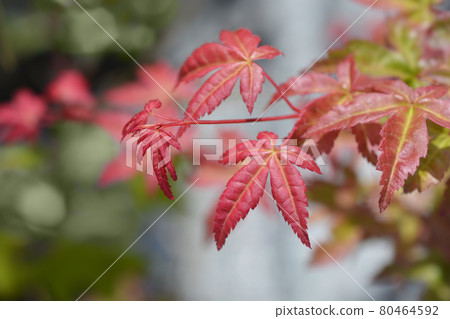 Japanese Maple Shin-Deshojo Japanese Maple Shin-Deshojo 80464592
