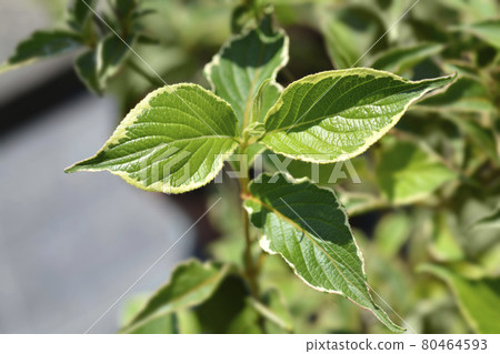 Variegated Weigela 80464593