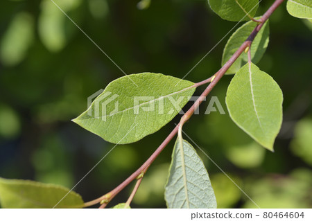 Kilmarnock willow 80464604