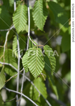 Weeping hornbeam 80464626