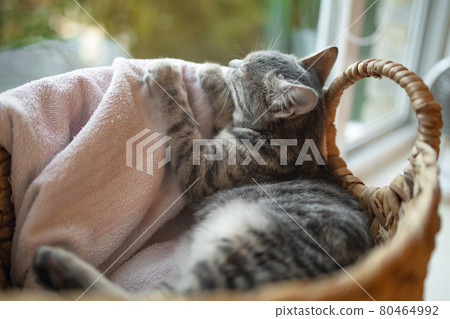 Tabby kitten cute sleeping in a wicker basket 80464992