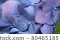 hydrangea   80465185