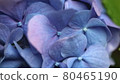 hydrangea   80465190