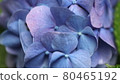 hydrangea flower 80465192