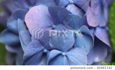 hydrangea flower hydrangea flower 80465192
