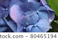 Hydrangea flower 80465194