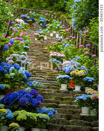 [Nara] Early summer hydrangea stairs at Hasedera 80465435