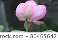 Rainy lotus flower 80465642