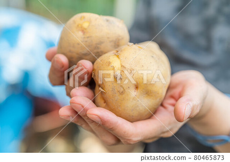 Freshly dug potatoes in my hand Freshly dug potatoes in my hand 80465873