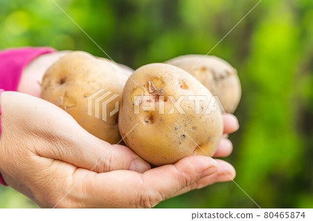 Freshly dug potatoes in my hand 80465874