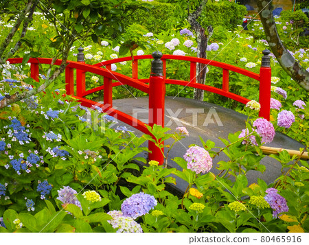 [靜岡] 極樂寺的繡球花 80465916