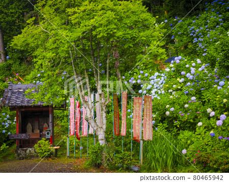 [靜岡] 極樂寺的繡球花 80465942