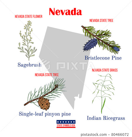 Nevada. Set of USA official state symbols 80466072