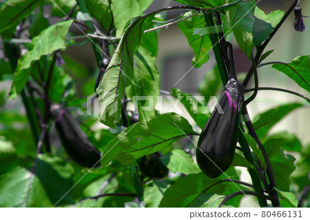 eggplant eggplant 80466131