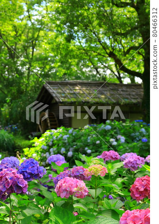 Fuchu Local Forest Hydrangea 80466312