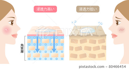 高滲透皮膚和低滲透皮膚女性和橫截面 高滲透皮膚和低滲透皮膚女性和橫截面 80466454