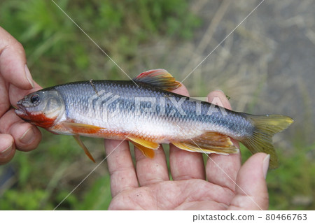 Caught Kawamutu (male) Caught Kawamutu (male) 80466763
