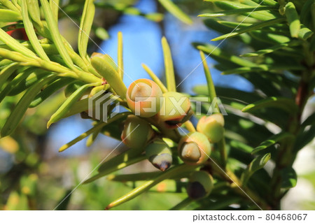 Yew berry (immature) 80468067