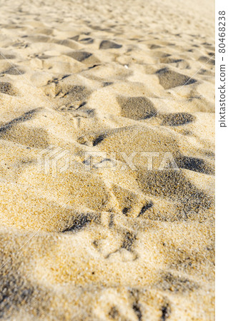 Close up of seagull footprints on the sand beach. Textured background Close up of seagull footprints on the sand beach. Textured background 80468238