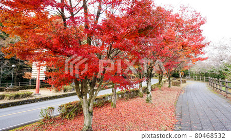 鹿兒島路邊的秋葉 80468532