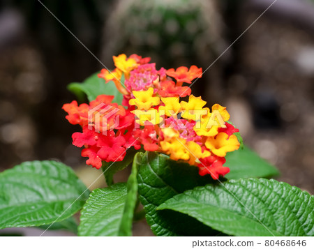 Lantana Lantana 80468646