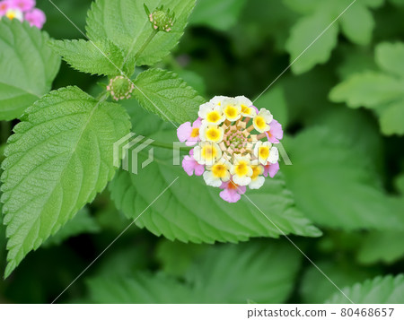 Lantana Lantana 80468657