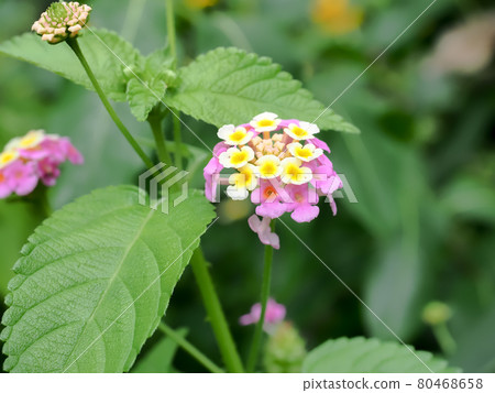 Lantana Lantana 80468658