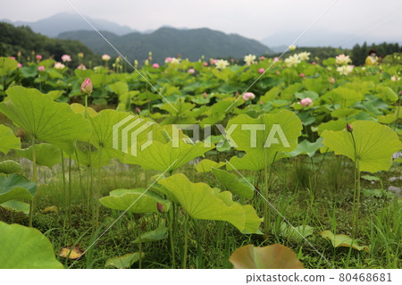 Lotus flowers and mountains 80468681