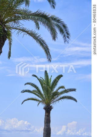 高聳在藍天的加那利島日期 80468838