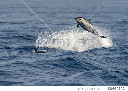 striped Dolphin while jumping in the deep blue sea 80469132