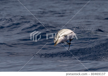 striped Dolphin while jumping in the deep blue sea striped Dolphin while jumping in the deep blue sea 80469137