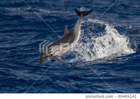 striped Dolphin while jumping in the deep blue sea striped Dolphin while jumping in the deep blue sea 80469141