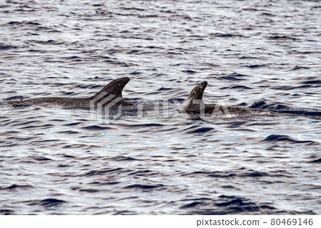 Risso Dolphin Grampus in Mediterranean 80469146