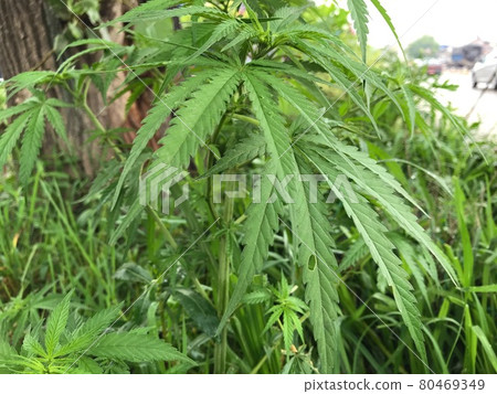 在南亞街頭茁壯成長的大麻大麻（大樹和汽車背景設定） 80469349
