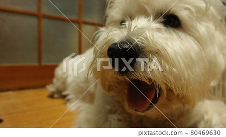 西部高地白梗 80469630