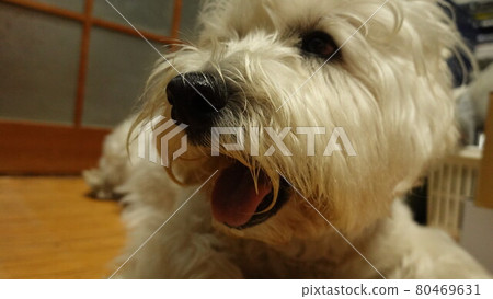 West Highland White Terrier 80469631