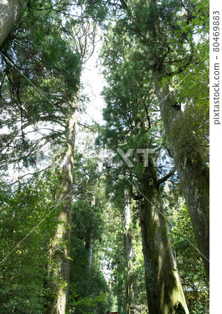 Trees in the forest Trees in the forest 80469883