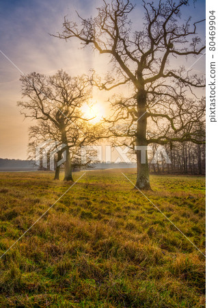 A beautiful golden sunset behind trees on a field. Photo from Eslov, Scania, Sweden 80469904