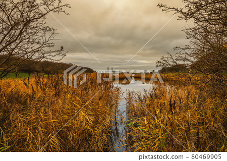 A beautiful picture of reeds that appear in red in the sunset light. Picture from Malmo, Sweden 80469905