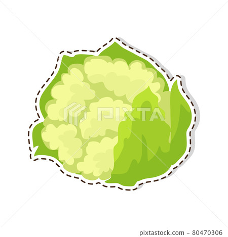 Ripe Cauliflower Flat Vector Isolated Sticker or Icon 80470306