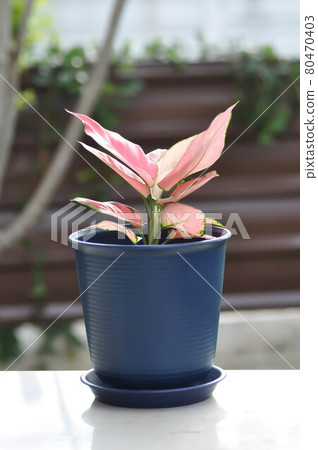 Aglaonema, Aglaonema commutatum or pink Aglaonema 80470403