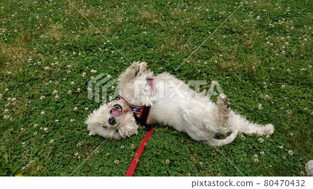 West Highland White Terrier West Highland White Terrier 80470432